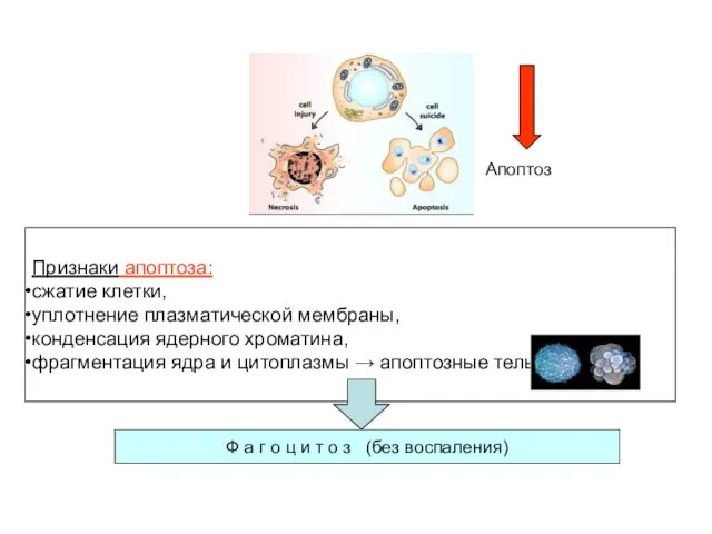 Апоптоз Признаки апоптоза: сжатие клетки, уплотнение плазматической мембраны, конденсация ядерного