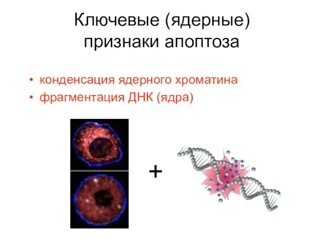 Ключевые (ядерные) признаки апоптоза конденсация ядерного хроматина фрагментация ДНК (ядра) +