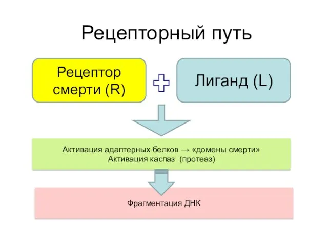 Рецепторный путь Рецептор cмерти (R) Лиганд (L) Активация адаптерных белков