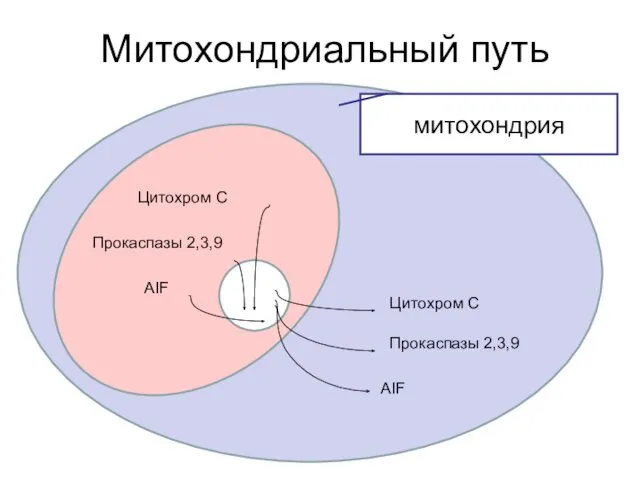 Митохондриальный путь Цитохром С Прокаспазы 2,3,9 AIF AIF Прокаспазы 2,3,9 Цитохром С митохондрия