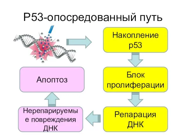 Р53-опосредованный путь Накопление р53 Блок пролиферации Репарация ДНК Нерепарируемые повреждения ДНК Апоптоз