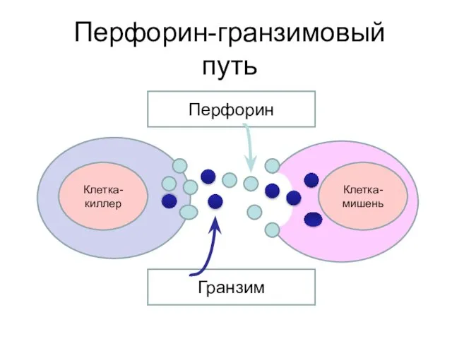 Перфорин-гранзимовый путь Клетка-киллер Клетка-мишень Перфорин Гранзим