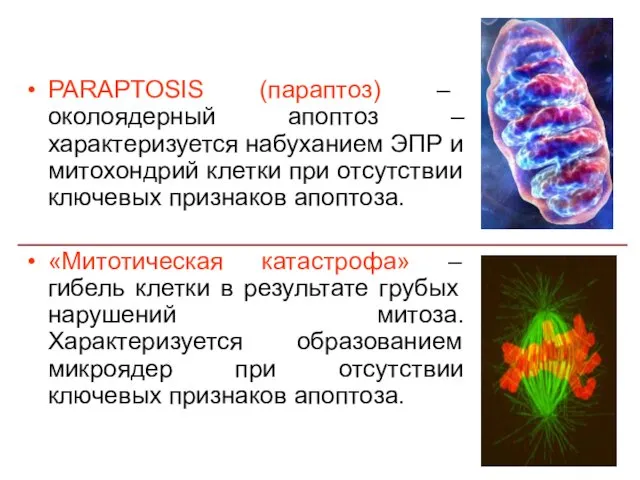 PARAPTOSIS (параптоз) – околоядерный апоптоз – характеризуется набуханием ЭПР и