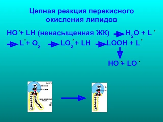 Цепная реакция перекисного окисления липидов НО + LH (ненасыщенная ЖК)