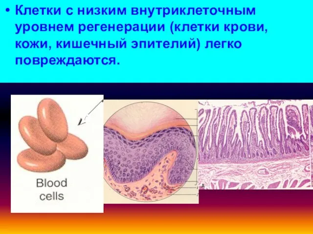 Клетки с низким внутриклеточным уровнем регенерации (клетки крови, кожи, кишечный эпителий) легко повреждаются.