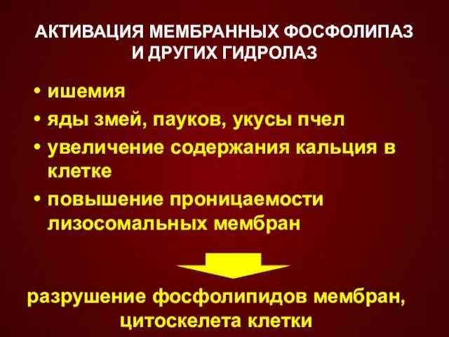 АКТИВАЦИЯ МЕМБРАННЫХ ФОСФОЛИПАЗ И ДРУГИХ ГИДРОЛАЗ ишемия яды змей, пауков,