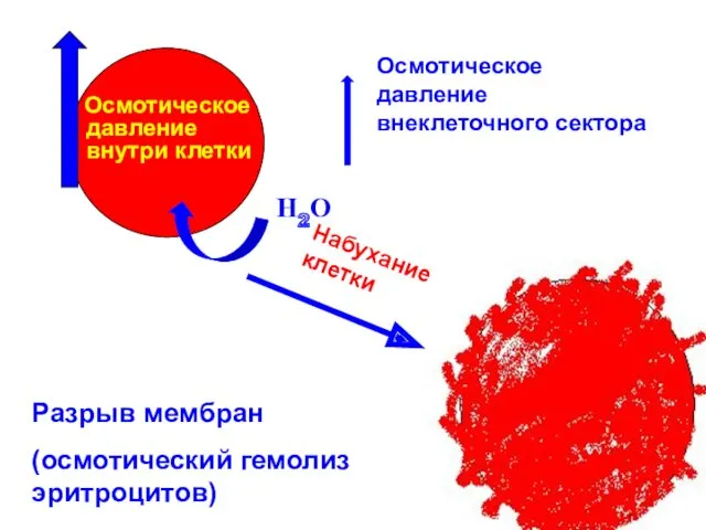 Осмотическое давление внутри клетки Осмотическое давление внеклеточного сектора Н2О Разрыв мембран (осмотический гемолиз эритроцитов) Набухание клетки