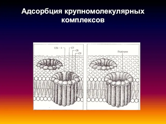 Адсорбция крупномолекулярных комплексов