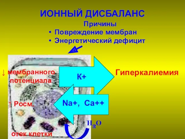 ИОННЫЙ ДИСБАЛАНС Причины Повреждение мембран Энергетический дефицит К+ Na+, Ca++