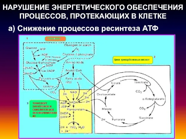 НАРУШЕНИЕ ЭНЕРГЕТИЧЕСКОГО ОБЕСПЕЧЕНИЯ ПРОЦЕССОВ, ПРОТЕКАЮЩИХ В КЛЕТКЕ а) Снижение процессов ресинтеза АТФ