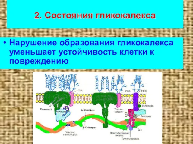 2. Состояния гликокалекса Нарушение образования гликокалекса уменьшает устойчивость клетки к повреждению