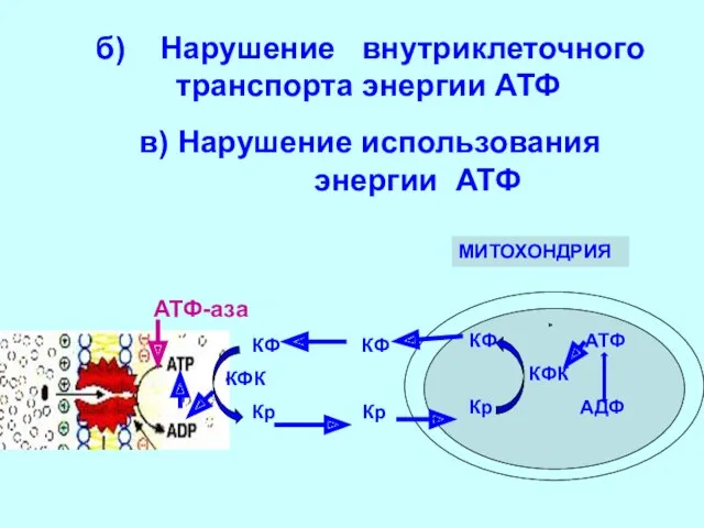 б) Нарушение внутриклеточного транспорта энергии АТФ МИТОХОНДРИЯ АТФ-аза КФ АТФ