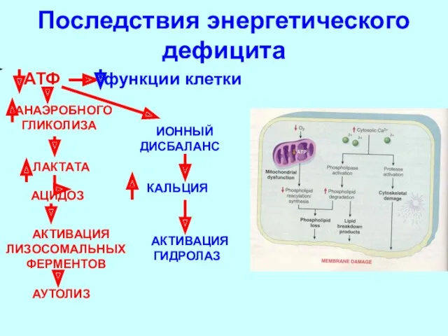 Последствия энергетического дефицита АТФ функции клетки АНАЭРОБНОГО ГЛИКОЛИЗА ЛАКТАТА АЦИДОЗ