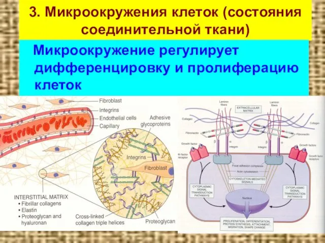 3. Микроокружения клеток (состояния соединительной ткани) Микроокружение регулирует дифференцировку и пролиферацию клеток