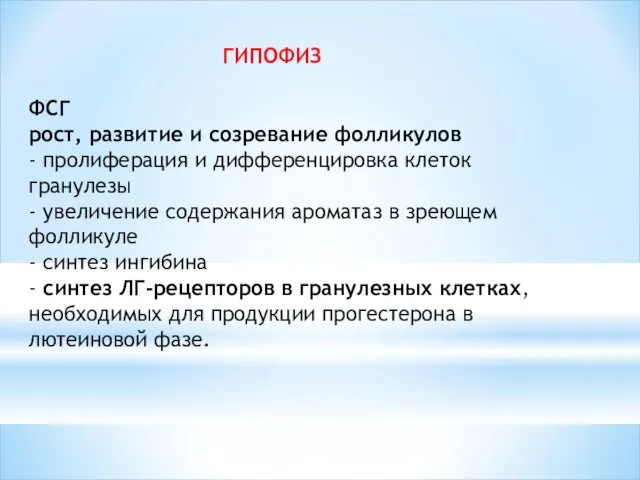 ГИПОФИЗ ФСГ рост, развитие и созревание фолликулов - пролиферация и дифференцировка клеток гранулезы