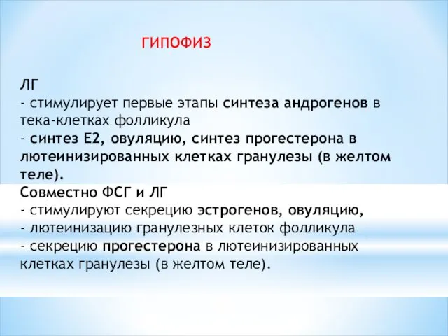 ГИПОФИЗ ЛГ - стимулирует первые этапы синтеза андрогенов в тека-клетках