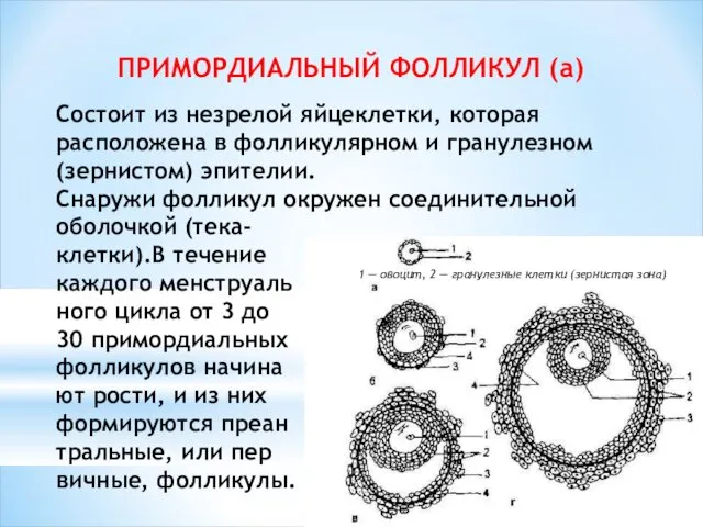 ПРИМОРДИАЛЬНЫЙ ФОЛЛИКУЛ (а) Состоит из незрелой яйцеклетки, которая расположена в фолликулярном и гранулезном