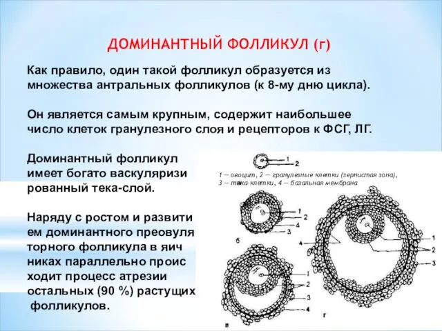 ДОМИНАНТНЫЙ ФОЛЛИКУЛ (г) Как правило, один такой фолликул образуется из множества антральных фолликулов