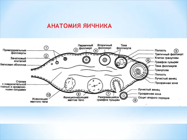 АНАТОМИЯ ЯИЧНИКА