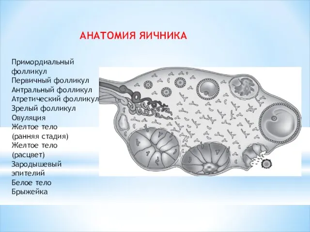 АНАТОМИЯ ЯИЧНИКА Примордиальный фолликул Первичный фолликул Антральный фолликул Атретический фолликул Зрелый фолликул Овуляция