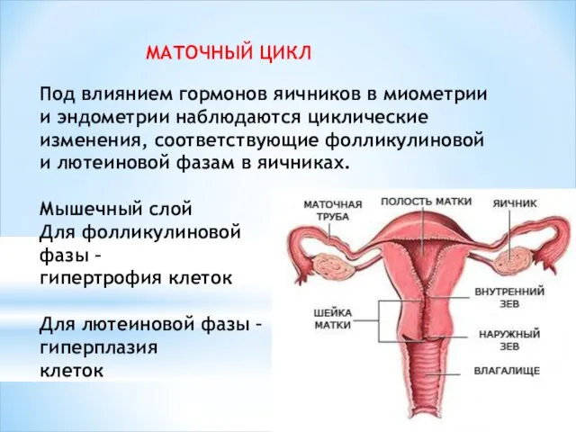 МАТОЧНЫЙ ЦИКЛ Под влиянием гормонов яичников в миометрии и эндометрии