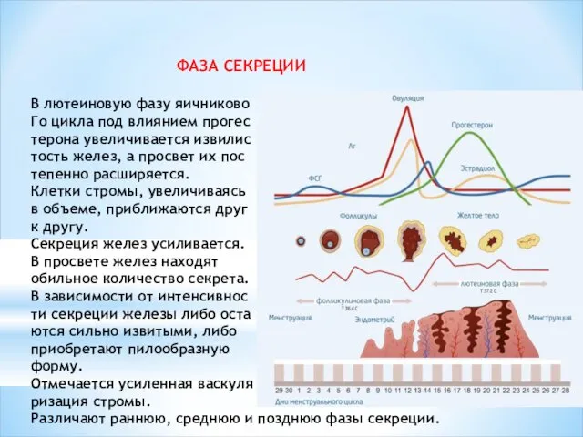 ФАЗА СЕКРЕЦИИ В лютеиновую фазу яичниково Го цикла под влиянием