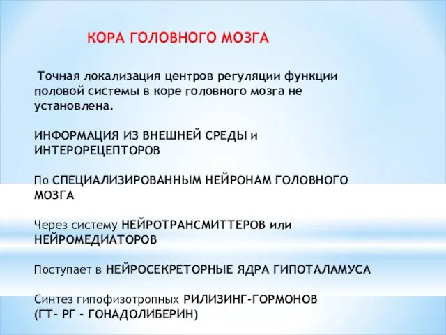 КОРА ГОЛОВНОГО МОЗГА Точная локализация центров регуляции функции половой системы