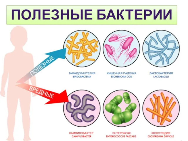 ПОЛЕЗНЫЕ БАКТЕРИИ