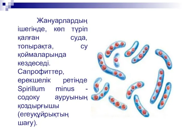 Жануарлардың ішегінде, көп түріп қалған суда, топырақта, су қоймаларында кездеседі.