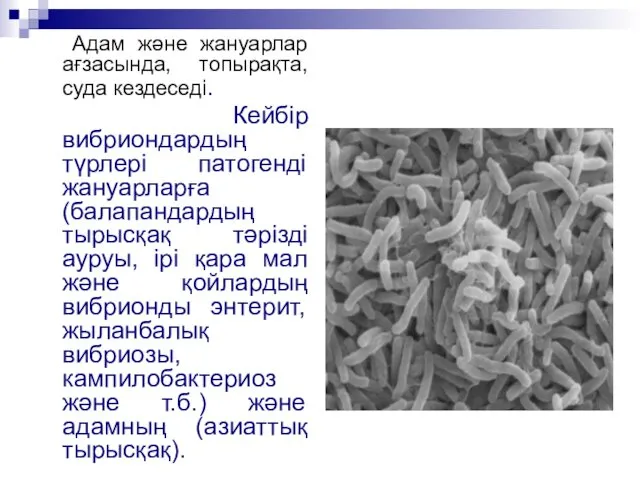 Адам және жануарлар ағзасында, топырақта, суда кездеседі. Кейбір вибриондардың түрлері