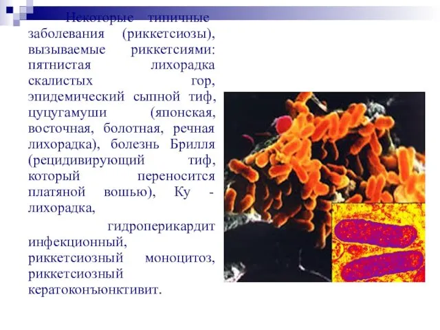 Некоторые типичные заболевания (риккетсиозы), вызываемые риккетсиями: пятнистая лихорадка скалистых гор,