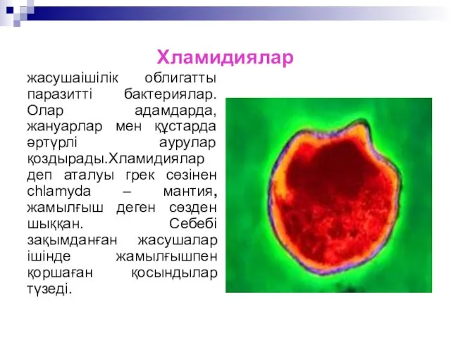 Хламидиялар жасушаішілік облигатты паразитті бактериялар.Олар адамдарда, жануарлар мен құстарда әртүрлі