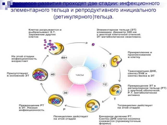 В процессе развития проходят две стадии: инфекционного элементарного тельца и репродуктивного инициального (ретикулярного)тельца.