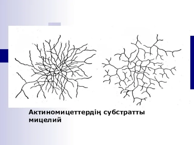 Актиномицеттердің субстратты мицелий