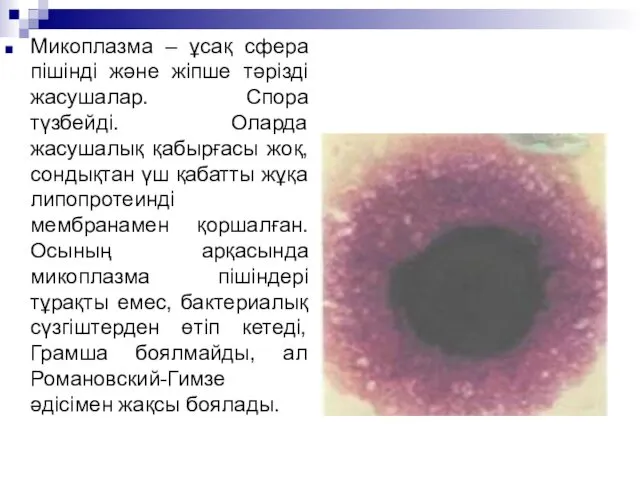 Микоплазма – ұсақ сфера пішінді және жіпше тәрізді жасушалар. Спора