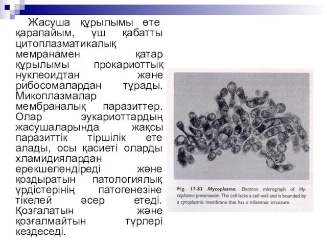 Жасуша құрылымы өте қарапайым, үш қабатты цитоплазматикалық мемранамен қатар құрылымы