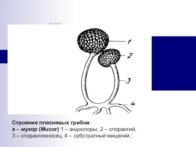 Строение плесневых грибов: а – мукор (Mucor) 1 – эндоспоры,