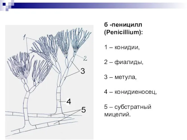 б -пеницилл (Penicillium): 1 – конидии, 2 – фиалиды, 3