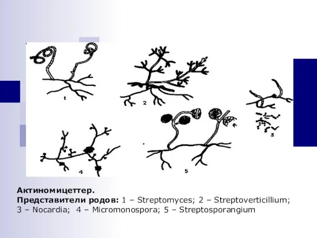 Актиномицеттер. Представители родов: 1 – Streptomyces; 2 – Streptoverticillium; 3