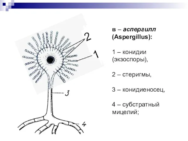 в – аспергилл (Aspergillus): 1 – конидии (экзоспоры), 2 –