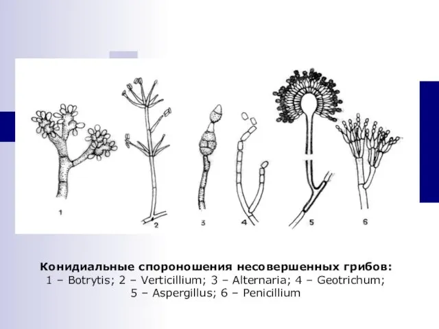 Конидиальные спороношения несовершенных грибов: 1 – Botrytis; 2 – Verticillium;