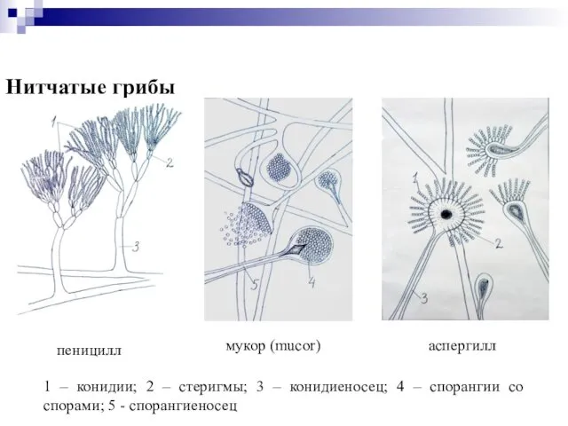 Нитчатые грибы 1 – конидии; 2 – стеригмы; 3 –