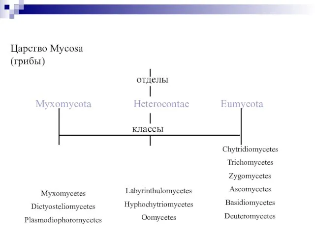 Царство Mycosa (грибы) отделы Myxomycota Heterocontae Eumycota классы Myxomycetes Dictyosteliomycetes