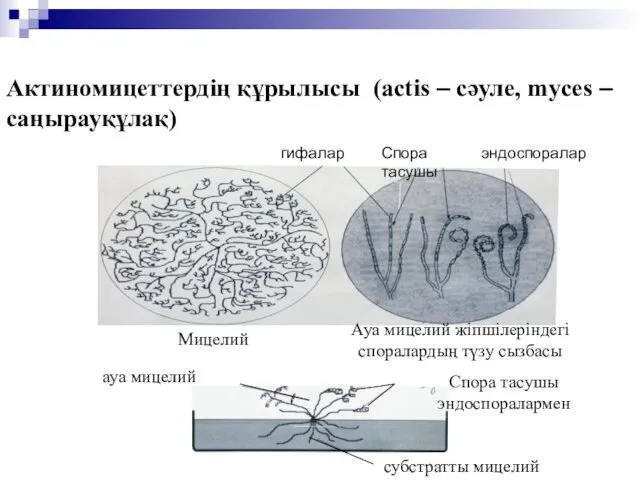 Актиномицеттердің құрылысы (actis – сәуле, myces – саңырауқұлақ) гифалар Спора