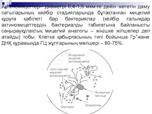 Актиномицеттер– диаметрі 0,4-1,5 мкм-ге дейін жететін даму сатыларының кейбір стадияларында