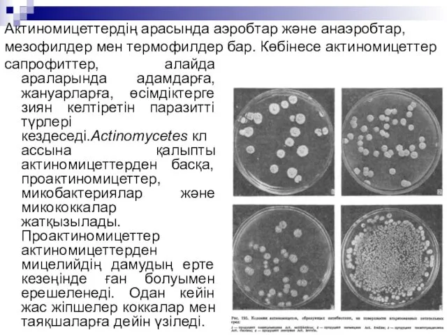 Актиномицеттердің арасында аэробтар және анаэробтар, мезофилдер мен термофилдер бар. Көбінесе