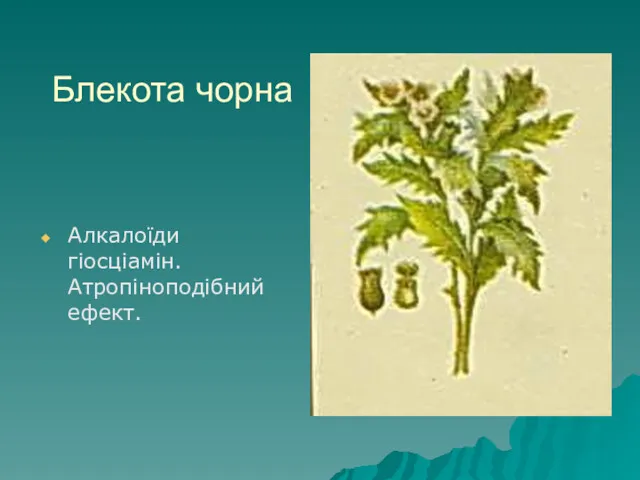 Блекота чорна Алкалоїди гіосціамін. Атропіноподібний ефект.