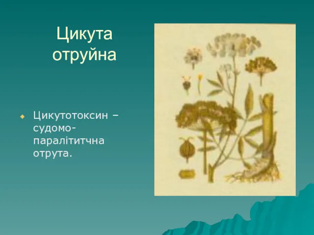 Цикута отруйна Цикутотоксин – судомо-паралітитчна отрута.