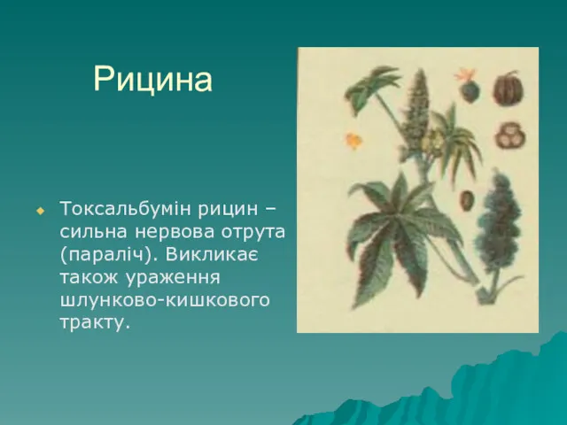 Рицина Токсальбумін рицин – сильна нервова отрута (параліч). Викликає також ураження шлунково-кишкового тракту.