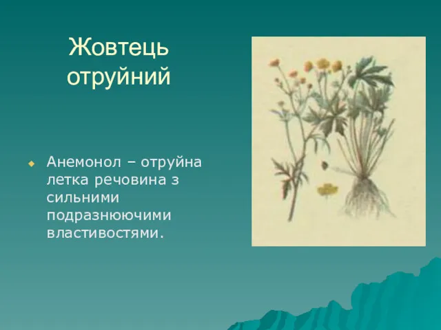 Жовтець отруйний Анемонол – отруйна летка речовина з сильними подразнюючими властивостями.